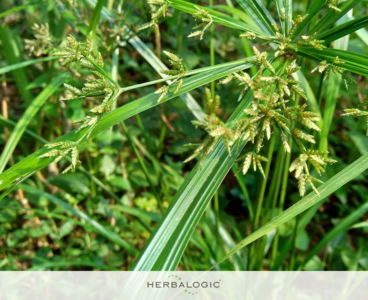 Close up of nutgrass herb including flowers