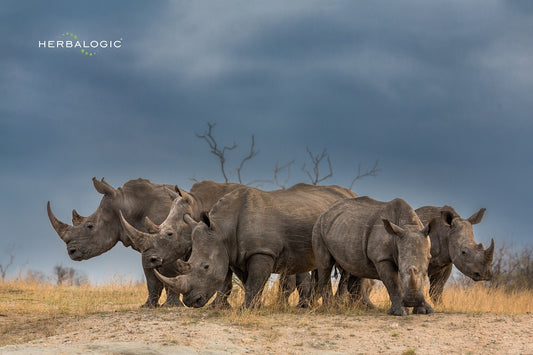 A crash of rhinos