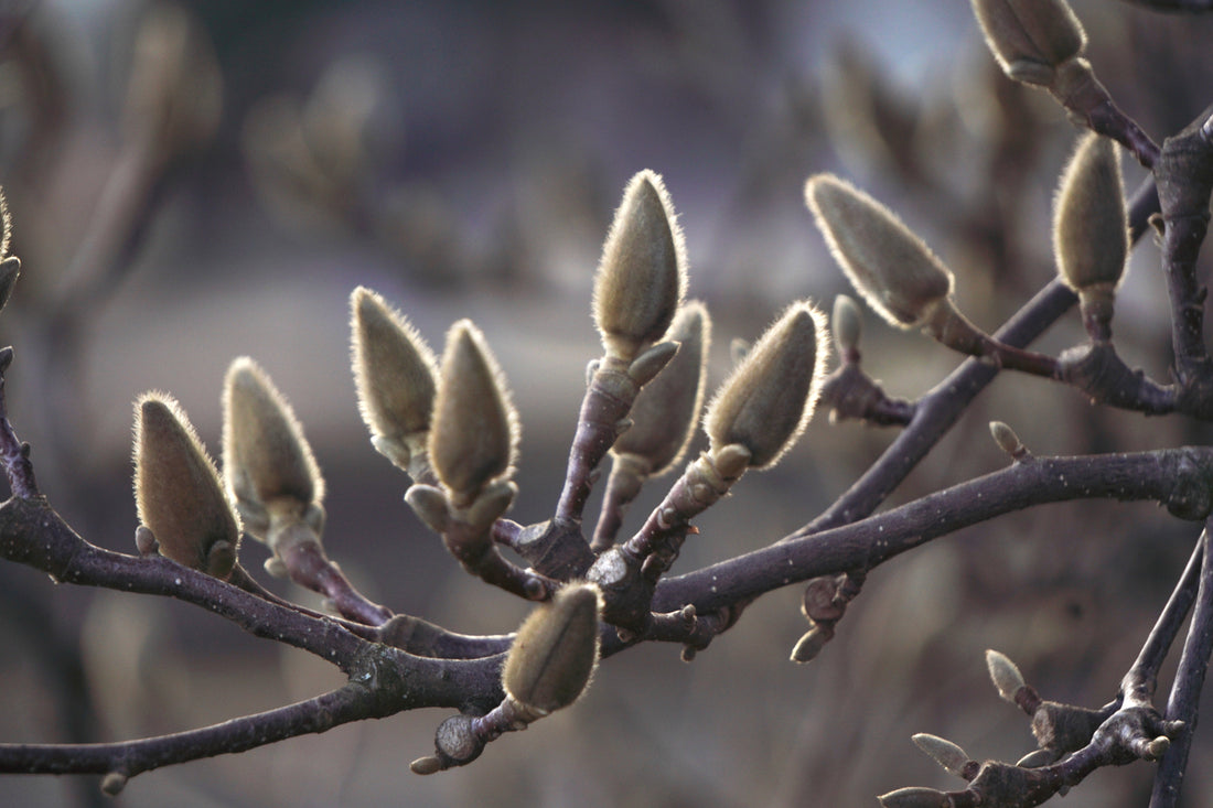 Magnolia Budding Flower (Xin Yi Hua)