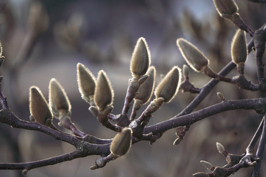 Magnolia Budding Flower (Xin Yi Hua)