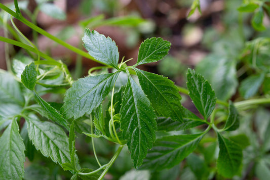 SPOTLIGHT ON HERBS: GYNOSTEMMA (JIAO GU LAN)