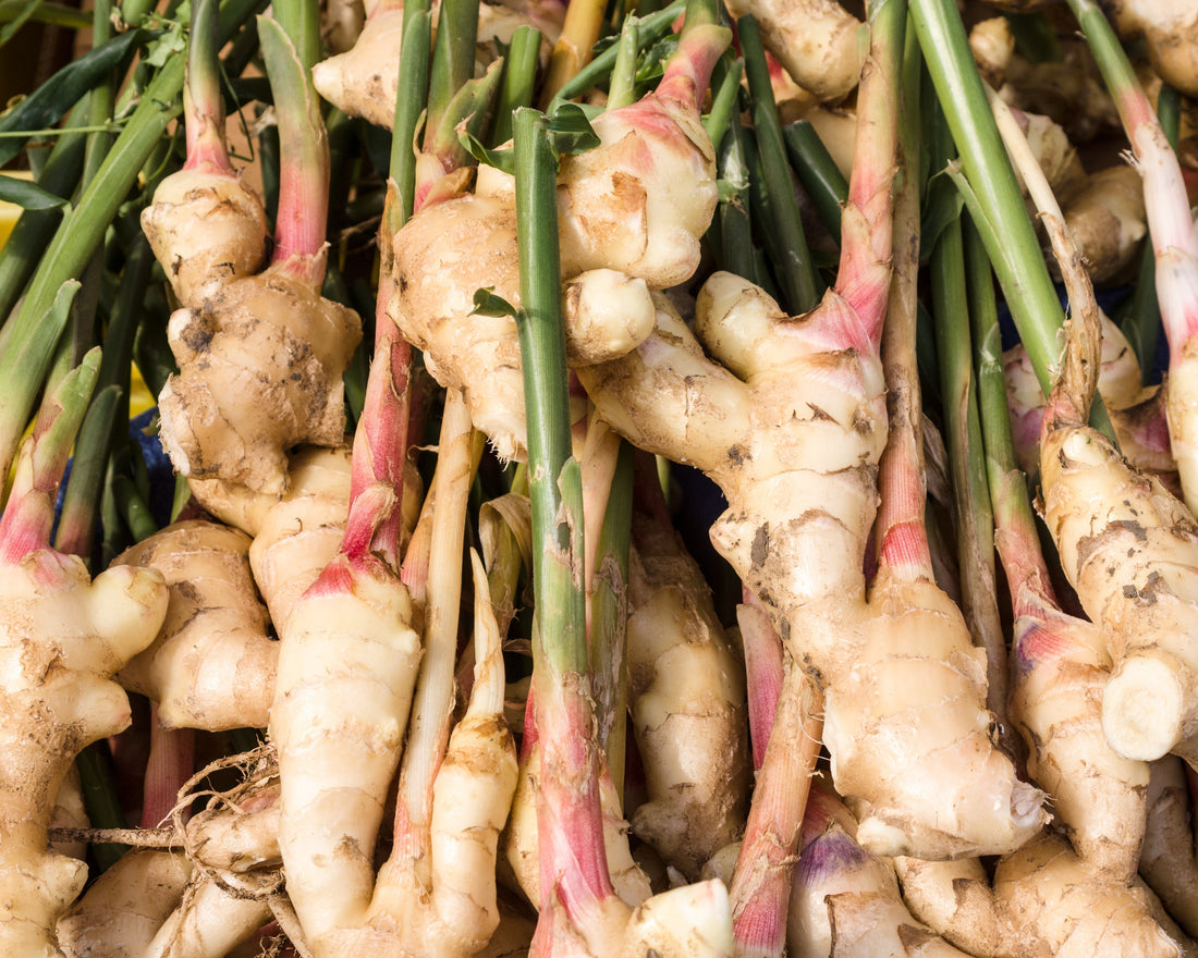 Spotlight on Herbs: Fresh Ginger Rhizome (Sheng Jiang)