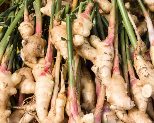 Spotlight on Herbs: Fresh Ginger Rhizome (Sheng Jiang)