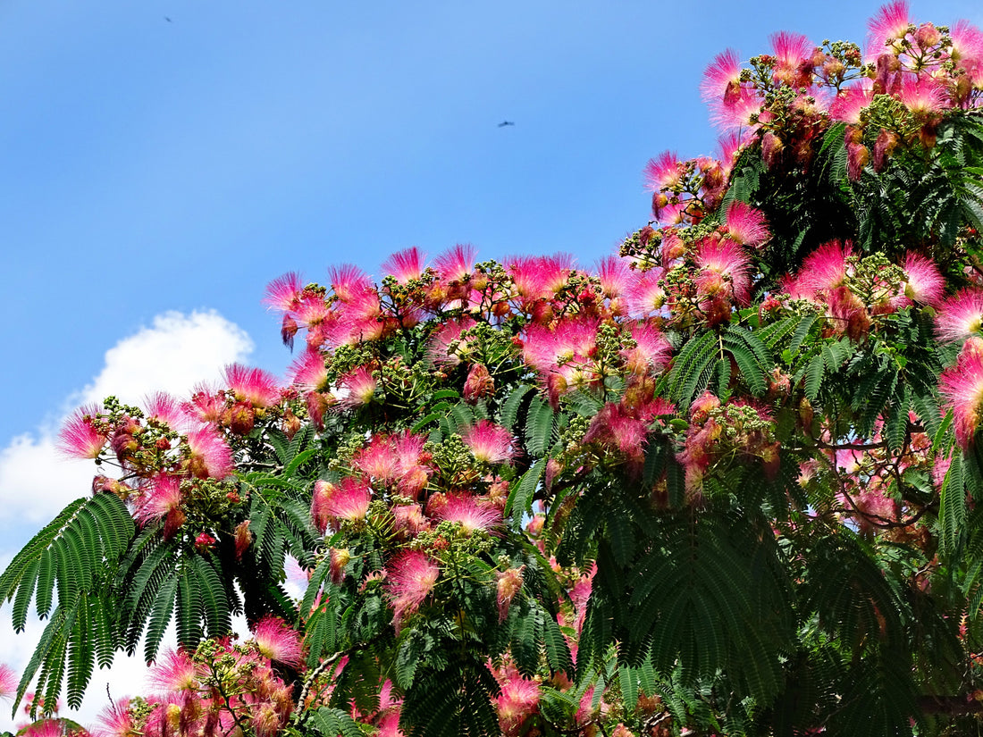 Spotlight on Herbs: Albizia Bark (He Huan Pi)