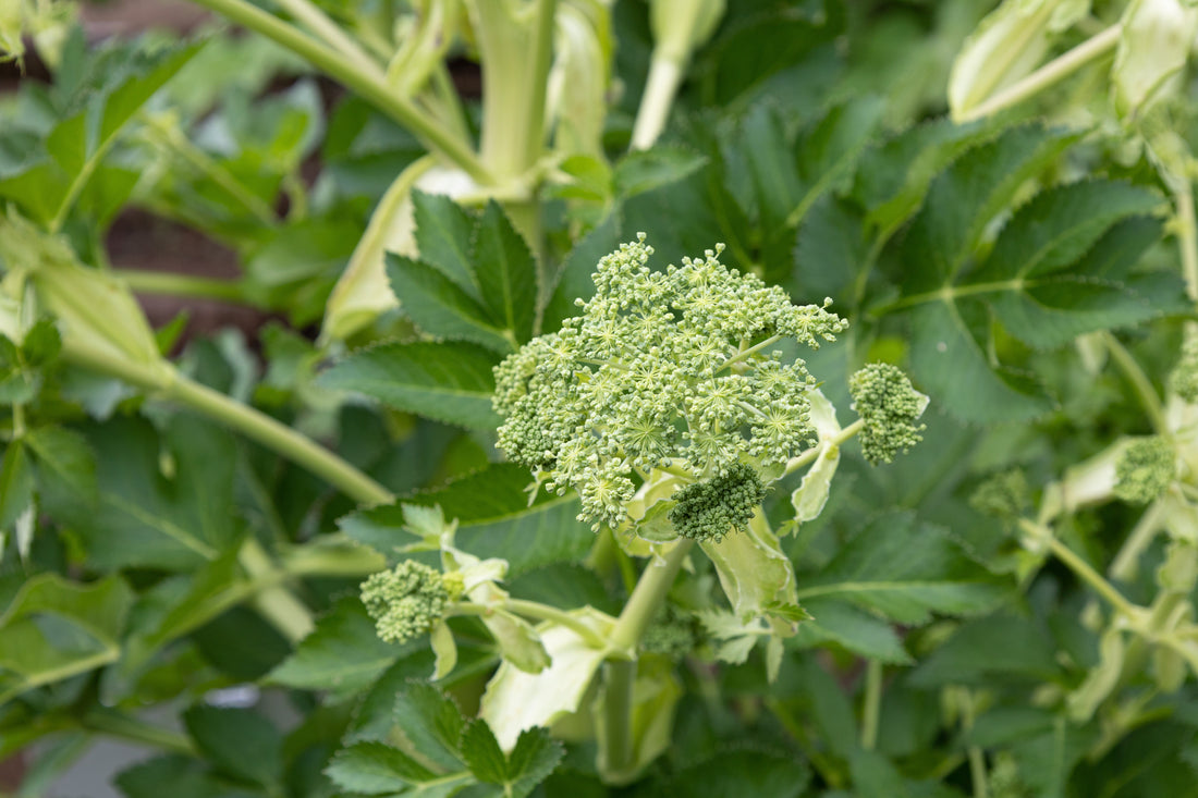 Spotlight on Herbs: Angelica Dahurica Root (Bai Zhi)