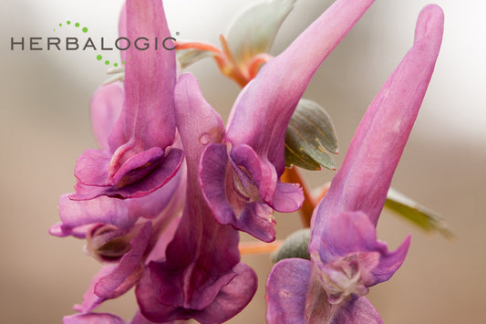 Corydalis makes a beautiful flower, but in traditional Chinese herbs, corydalis root is a powerful herb to relieve pain
