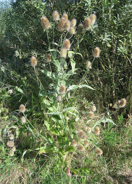 Spotlight on Herbs: Japanese Teasel Root (Xu Duan)