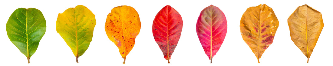 fall leaf color as an indicator of seasonal pollen