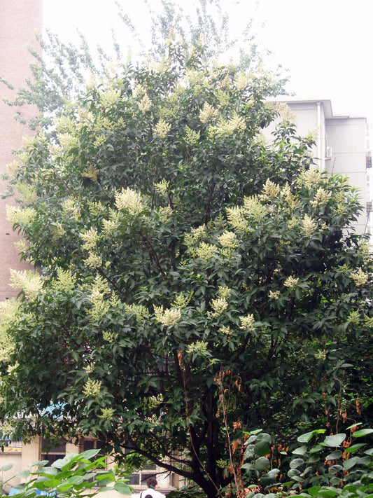 Spotlight on Herbs: Ligustrum Fruit (Nu Zhen Zi)