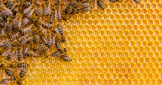 Herbalogic Selects Honey Bee Rescue Program for Donation