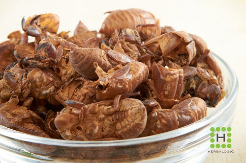 Cicada moltings in a clear glass bowl