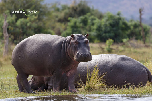 The collective noun for hippos is bloat. Just like when you eat too much