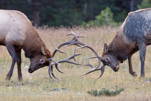 elks fighting