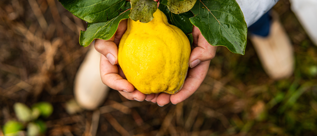 Chinese Quince Fruit (Mu Gua)