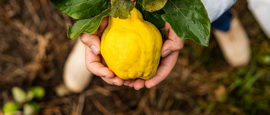 Chinese Quince Fruit (Mu Gua)