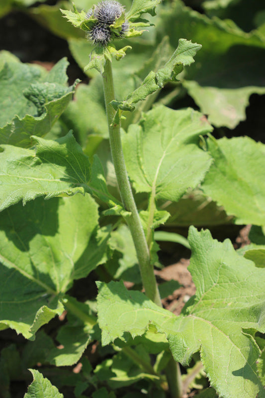 Spotlight on Herbs: Costus Root (Mu Xiang)