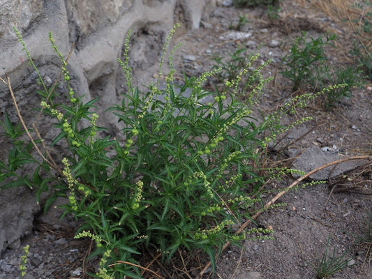 Spotlight on Herbs: Tou Gu Cao (透骨草)