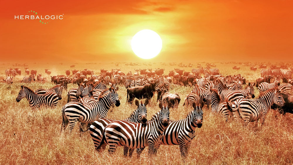 What Do Zebras and Herbalists Have in Common? Hint: Rhymes with Appeal