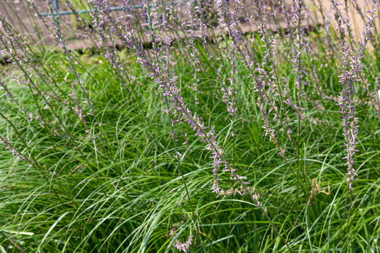 Spotlight on Herbs: Anemarrhena Rhizome (Zhi Mu)