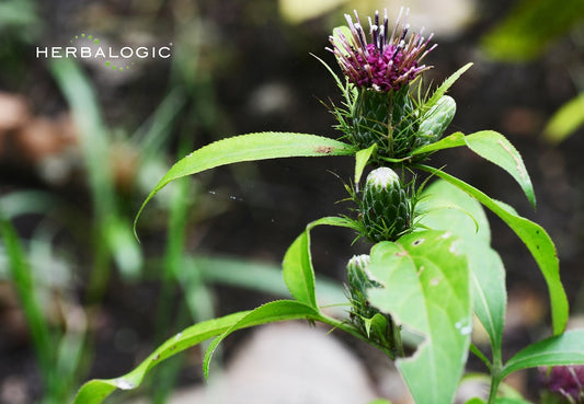 Spotlight on Herbs: Atractylodes