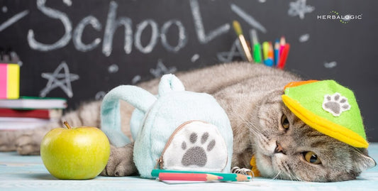 Grumpy gray cat wearing a hat surrounded by school supplies