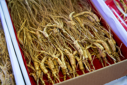 Spotlight on Herbs: American Ginseng Root (Xi Yang Shen)